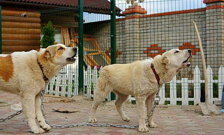 Панель MEDIUM / МЕДИУМ Гранд Лайн / Grand Line, Pe, 1.73х3.0 м, цвет RAL 6005 (зеленый)